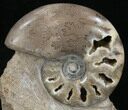 Polished Shloenbacchia Ammonite With Stone Base #35297-1